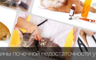 Хпн у кошки в возрасте