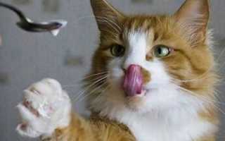 Чем кормить кота при почечной недостаточности: специальная диета и корма