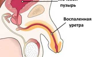 Катетеризация мочевого пузыря кота — Zhivomag