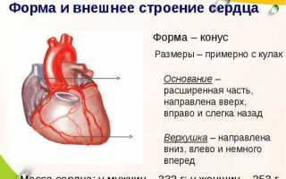 Левое предсердие