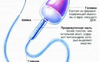 Какая должна быть простата на ощупь здоровая