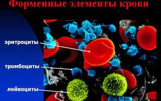 Эритроциты в моче эритроциты при беременности